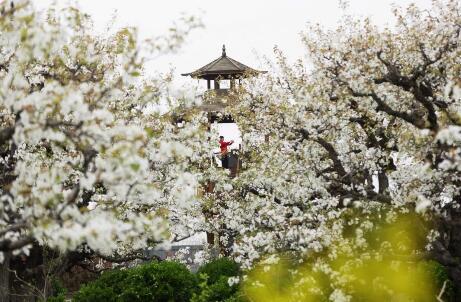 宿豫梨园湾入选"春观花"全国乡村旅游精品景点