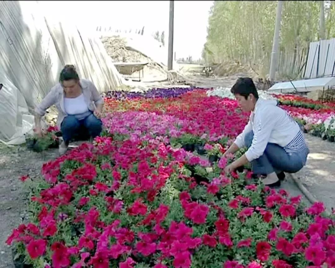 花圃基地培育的矮牵牛花