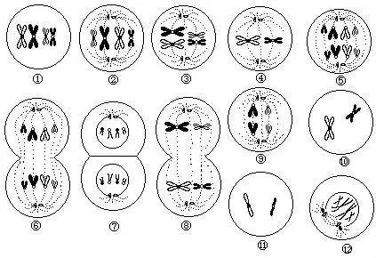 例1:下图是某种动物细胞进行有丝分裂和减数分裂部分图,据图回答问题
