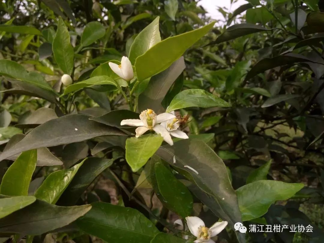 保花保果|花果管理柑橘栽培的核心部分,既是重点也是难点