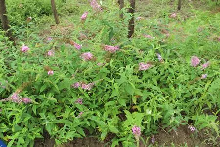 草药醉鱼草