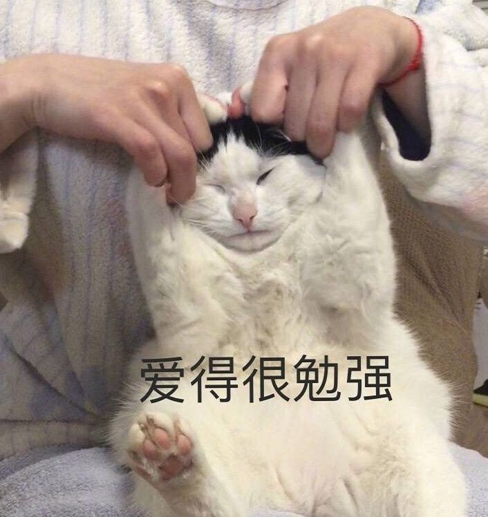 喵星人表情包│真让猫头秃