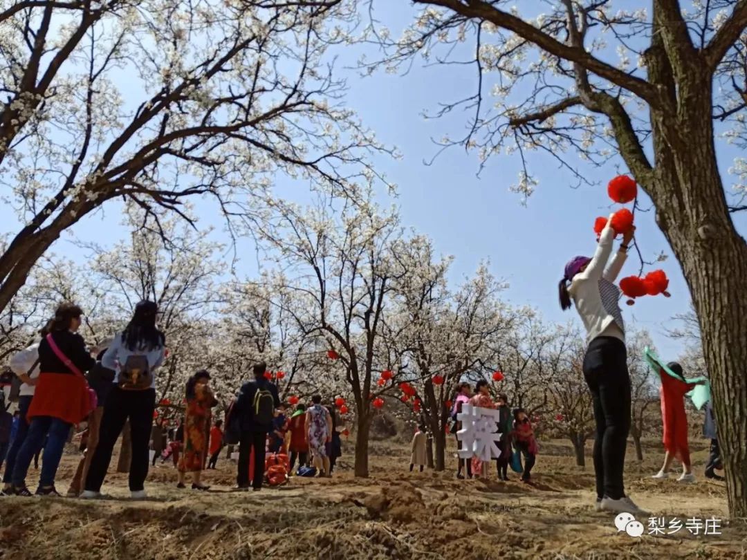 走进梨花盛开,风车绚丽的西曲村,放眼望去,一片壮观的田园美景煞人