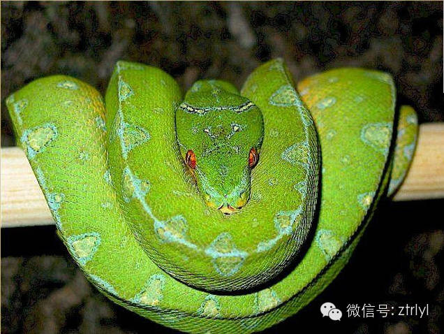 妖娆的梦魇—绿树蟒(green tree python)品种介绍