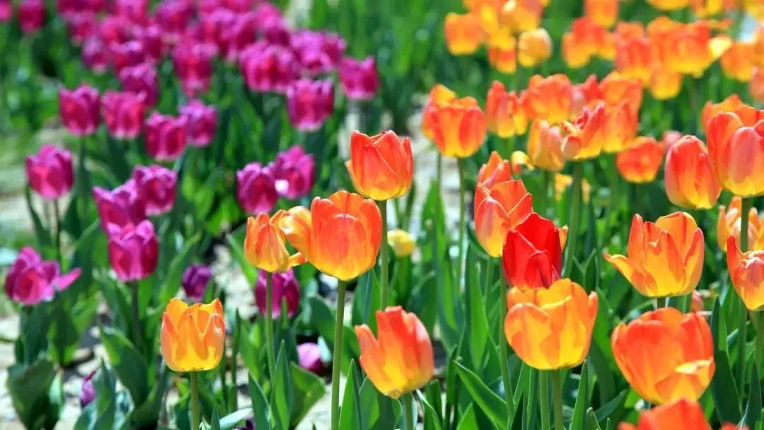 将会进入观赏期 绚丽的色彩,优美的造型 植物园内的郁金香 最大的特点