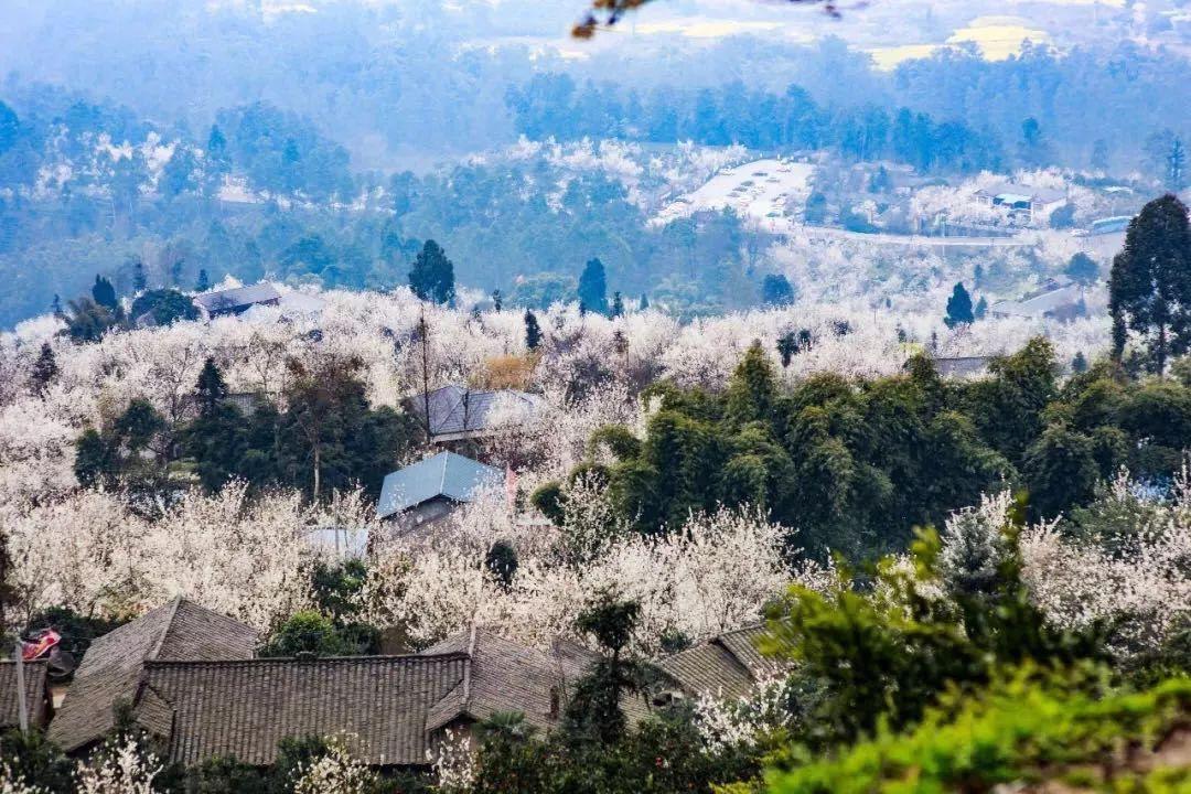 看看蒲江樱桃山满树的樱花,就晓得今年的樱桃之多!