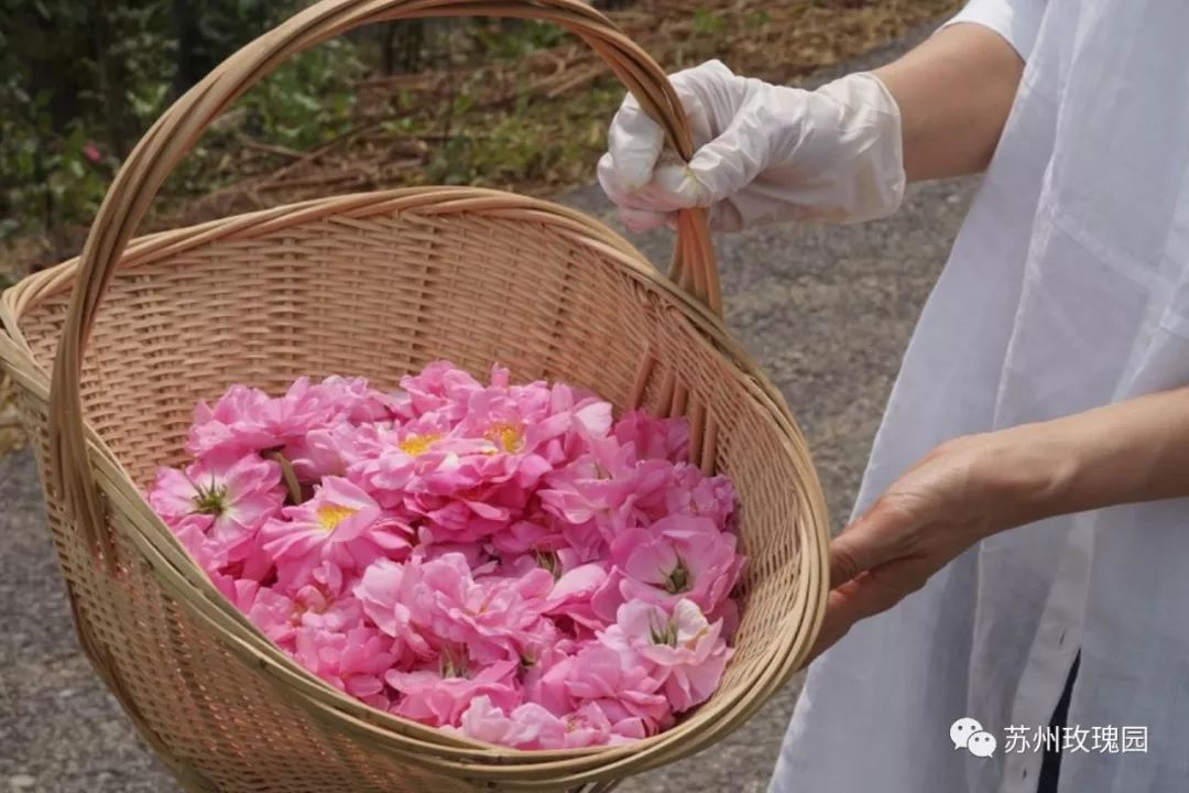 微旅游丨 花开时来 2018首届苏州(平望)玫瑰采摘节即将启幕