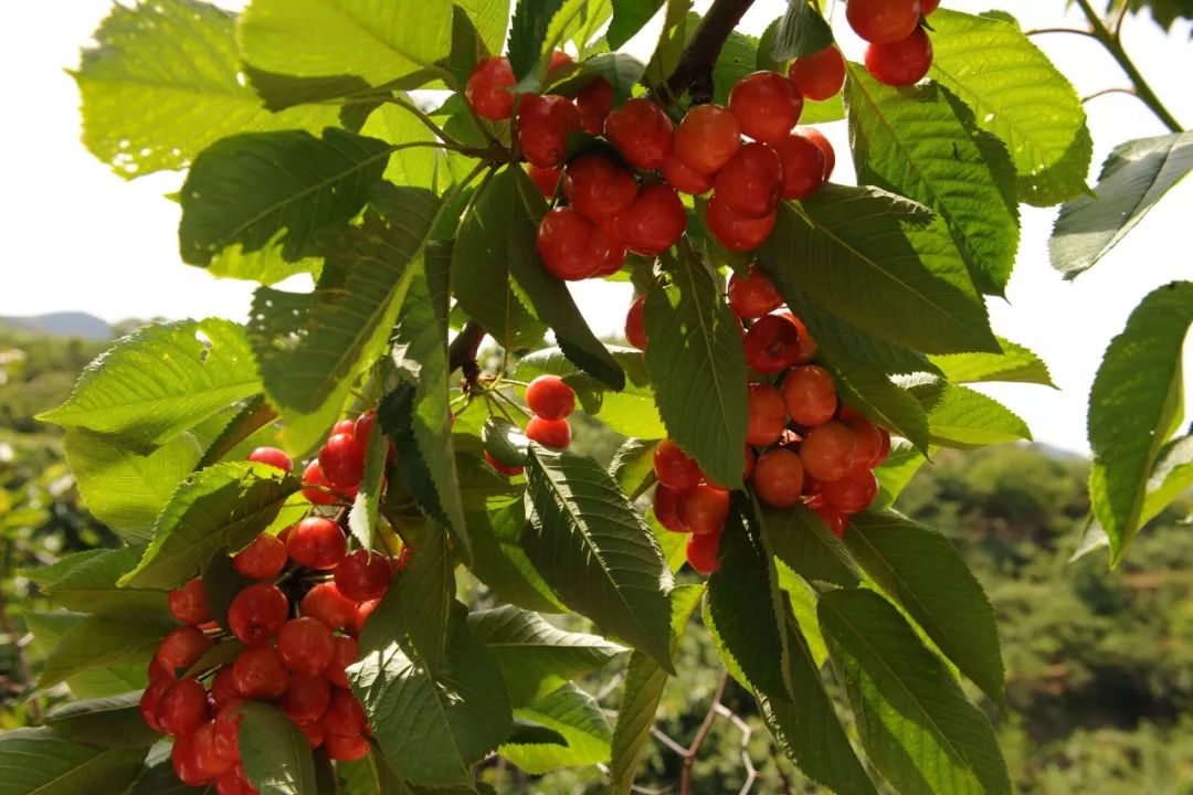 蒲江樱桃山