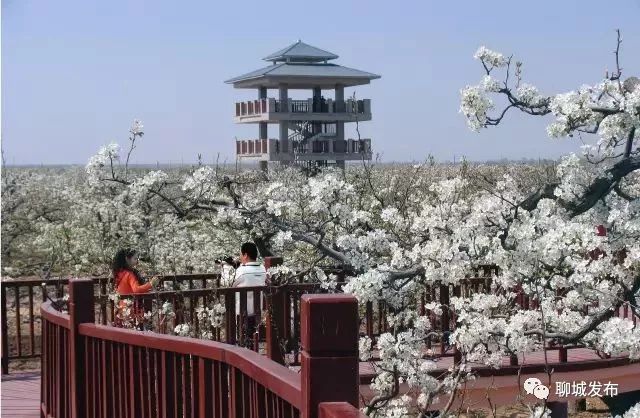 冠县古梨园(中华第一梨园) 冠县古梨园,又称冠县中华第一梨园风景区