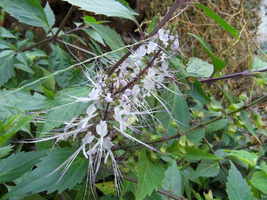 开花像猫咪胡须,人称"化石草",泡茶喝排结石,野生的快