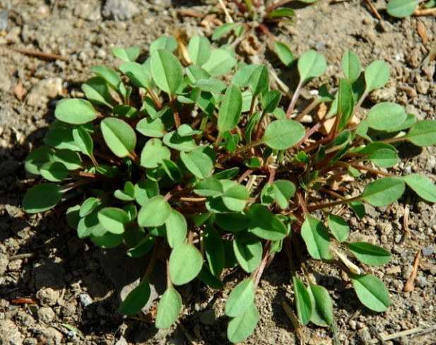 农村一种酷似茼蒿的野菜,是治疗牙痛良药,如今一斤20