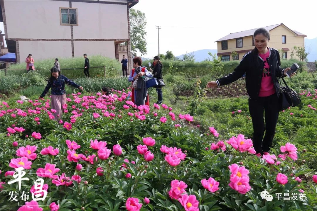 平昌芍药花开幕啦!现场是这样的