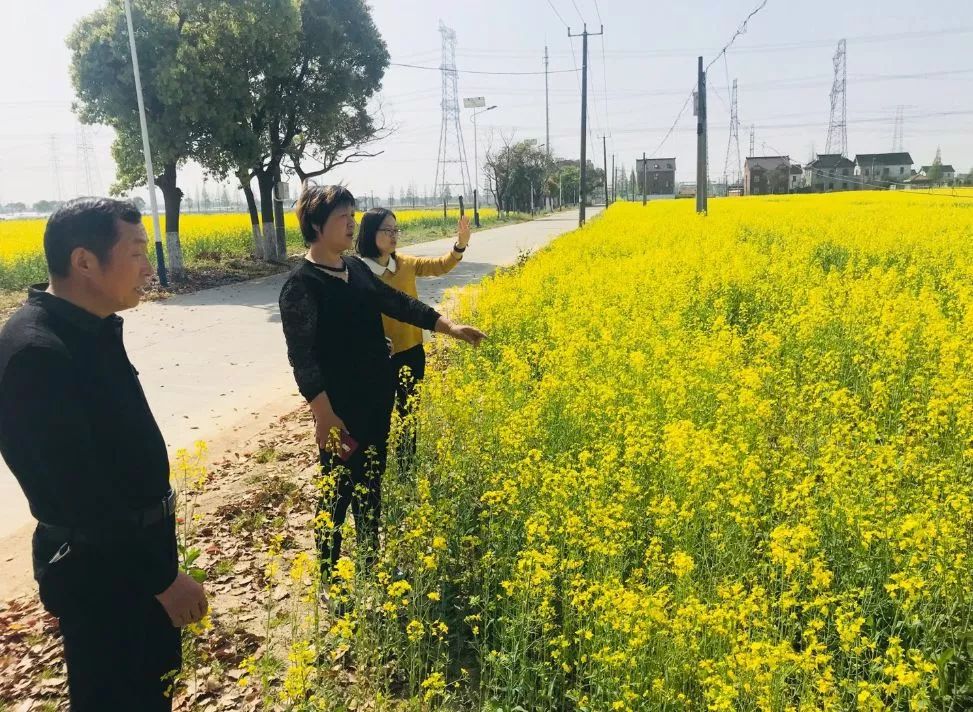 诗意农田,生态家园,看重固镇徐姚村油菜花开正烂漫!