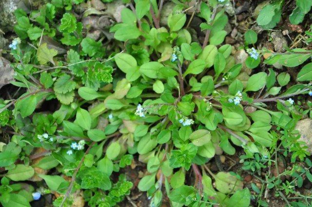 农村一种酷似茼蒿的野菜,是治疗牙痛良药,如今一斤20