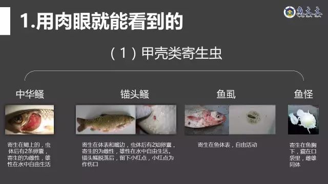 寄生虫疾病治不好?知道了这些,难题不在!