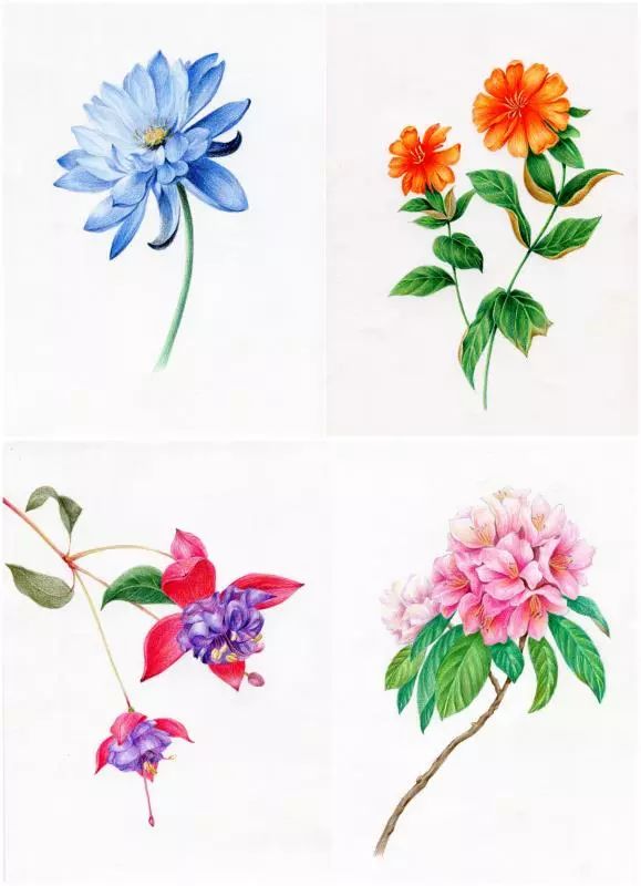 语音教程 | 45分钟,教你完整掌握彩铅花卉绘画!