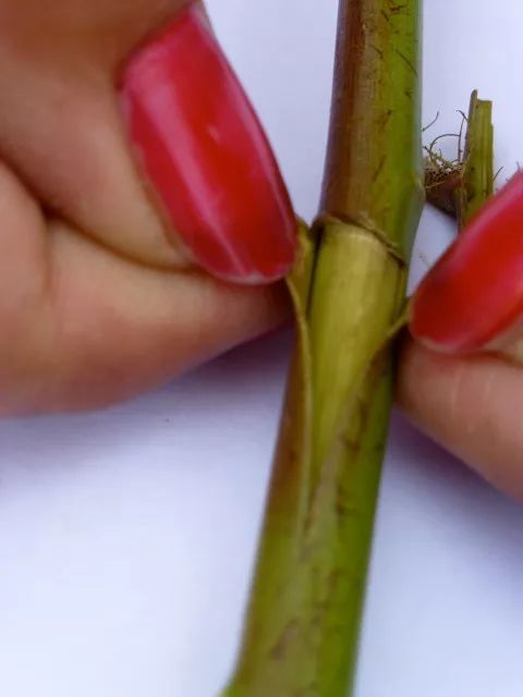 嫁接月季花最适合新手的方法,t型芽接轻松学会