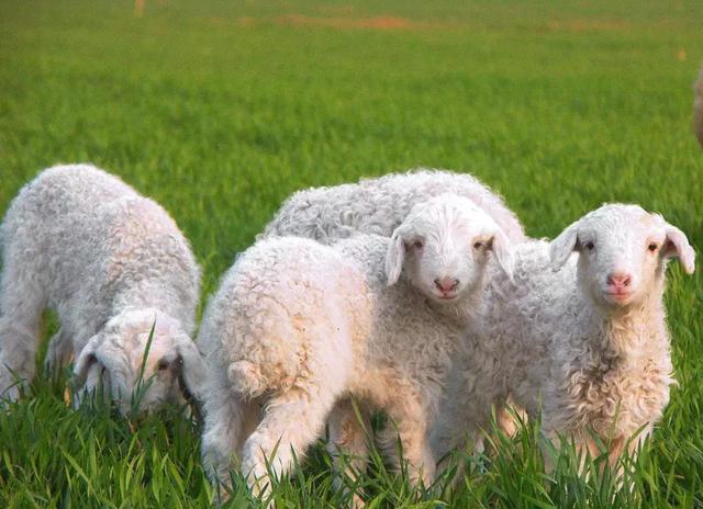你知道内蒙古有多少种羊吗?