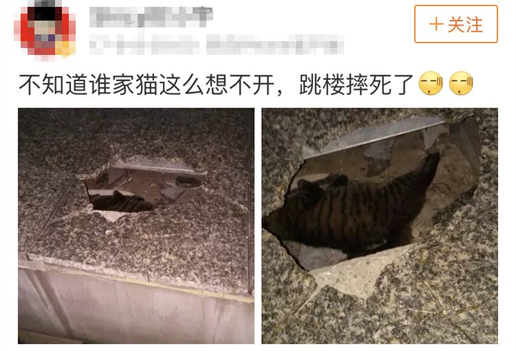 为了红,她摔死了她的猫