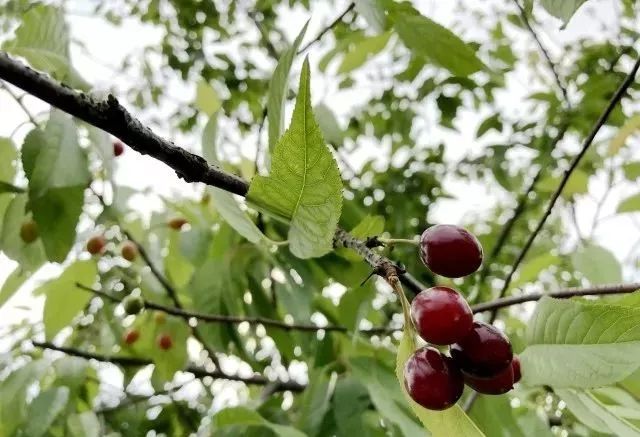 这一波春游主角:红彤彤的"樱花果"