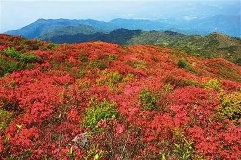 门票:免费 花期:即日起到5月10日 地点:陶湾镇前锋村万花谷;陶湾镇南