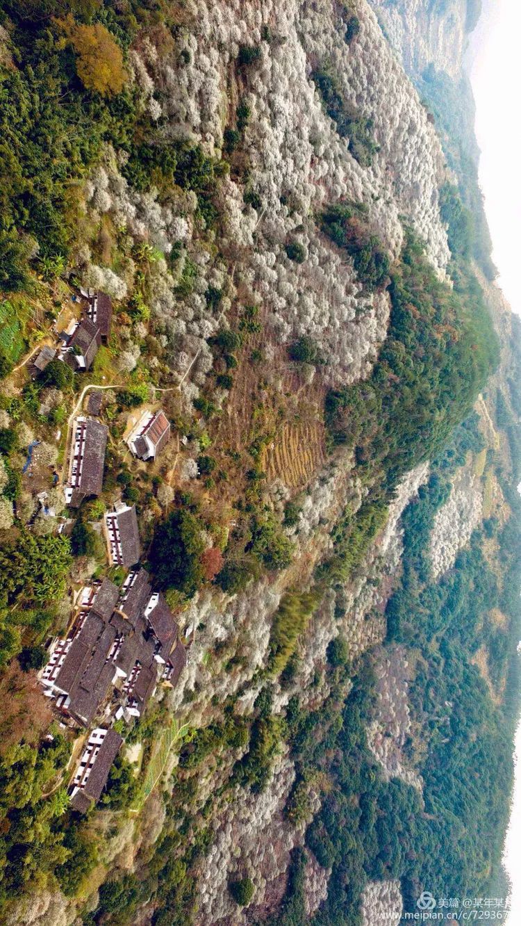 (葛岭镇溪洋村梅花林(连坪茶山)拍摄地:同安镇连坪村(连坪茶山)拍摄