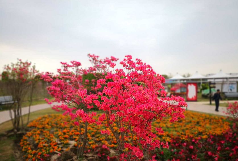 旅游 正文  我国红映山红花卉节本日起至4月30日在上海国际旅游休假区