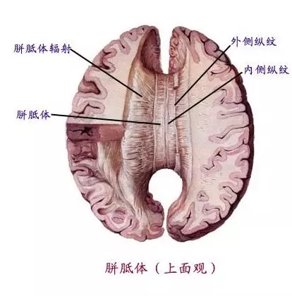 胼胝体切开术治疗癫痫的手术效果如何?