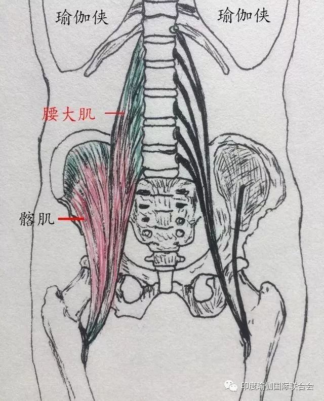 髂腰肌起始于最后一节胸椎和腰椎侧面,绕经腹股沟,终止于大腿股内侧.