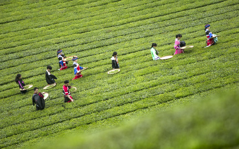 据统计,2017年全县茶叶农业产值9.