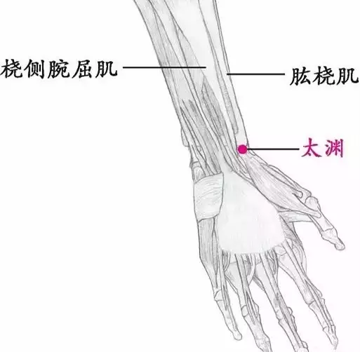 【位置】桡侧腕屈肌腱的桡侧,肱桡肌的尺侧,桡动脉处(或尺侧或桡侧)