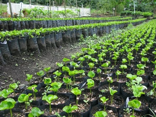 《收藏 | 巴拿馬波魁特Boquet產區及莊園介紹》