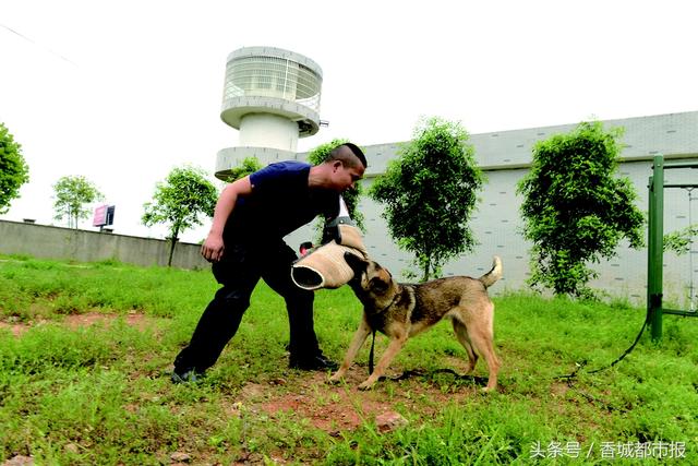 走进咸宁市公安局警犬训练基地:无声的战友