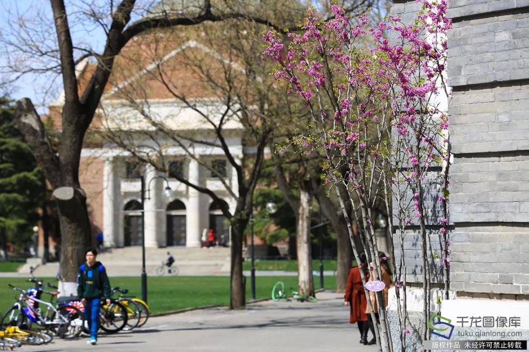 4月10日,清华大学校园里盛开的紫荆花.