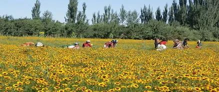 新疆的雪菊种植户当时一亩地可以赚好几万