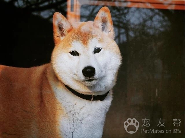 一条好柴犬的标准是什么 好柴犬的五大标准