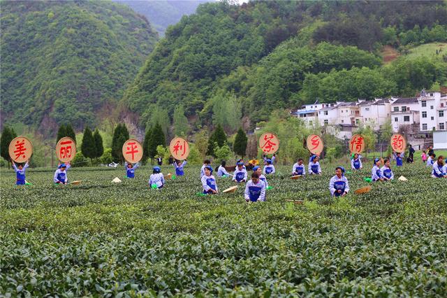 到安康平利 免费 看茶园里的实景演义 品女娲绿茶 喝农家自酿小烧