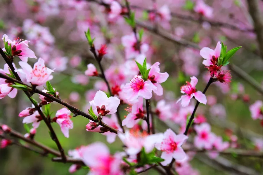 农历三月,桃花运最旺的4种生肖人