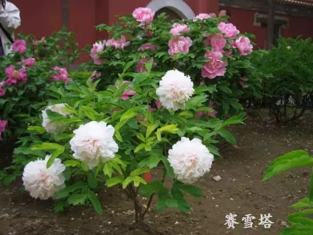 花开时节怀景玉他让菏泽牡丹更娇艳