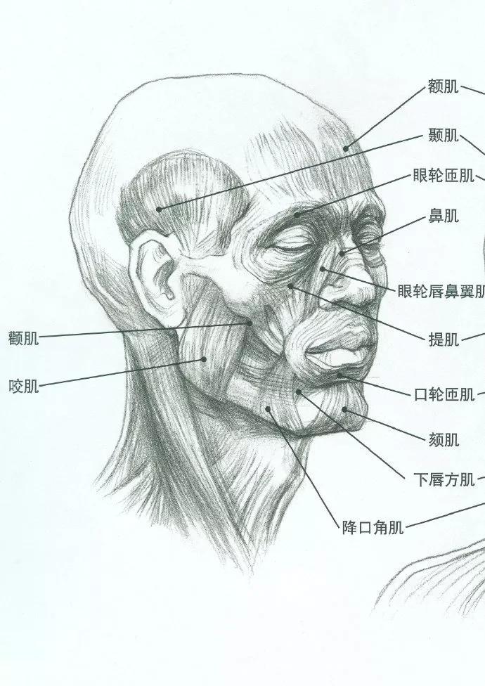 接下来到素描结构把骨骼,肌肉了解到位了画结构就不会太难▼来自