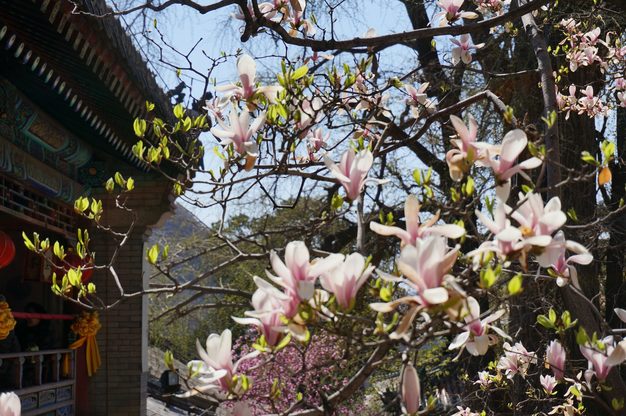 梨花——大兴区庞各庄镇梨花村