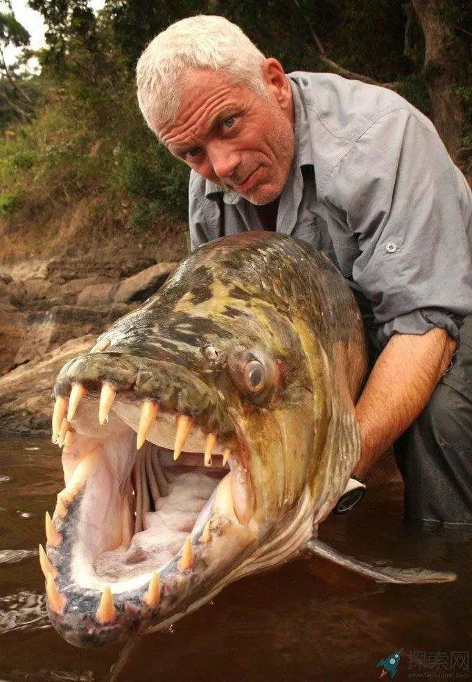 每天认识一种鱼(208)丨黄金猛鱼:威武雄壮的非洲硬汉