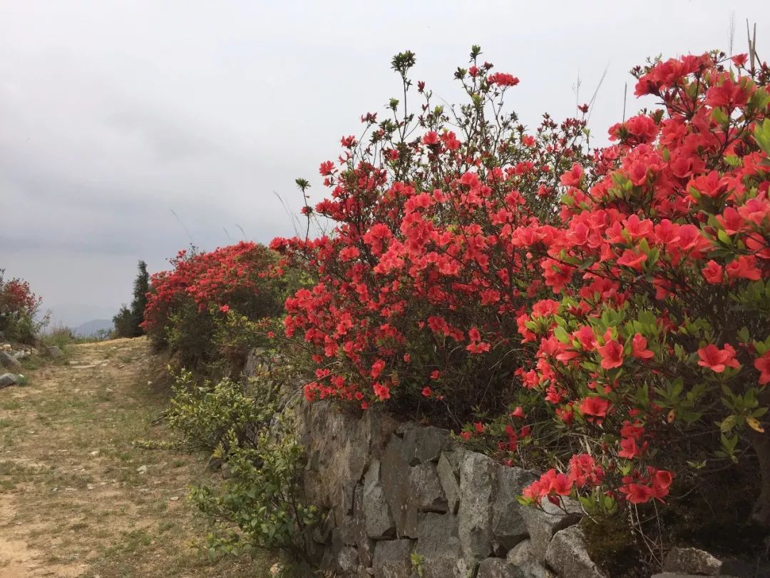 春到雪峰罗汉台,漫山遍野杜鹃红