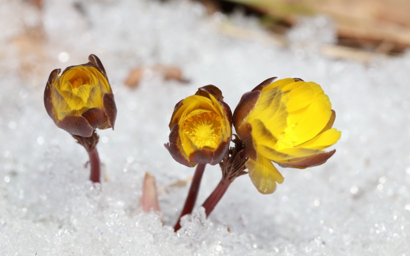 冰凌花|侧金盏花|雪莲花|福寿草|冰溜花图片_东北