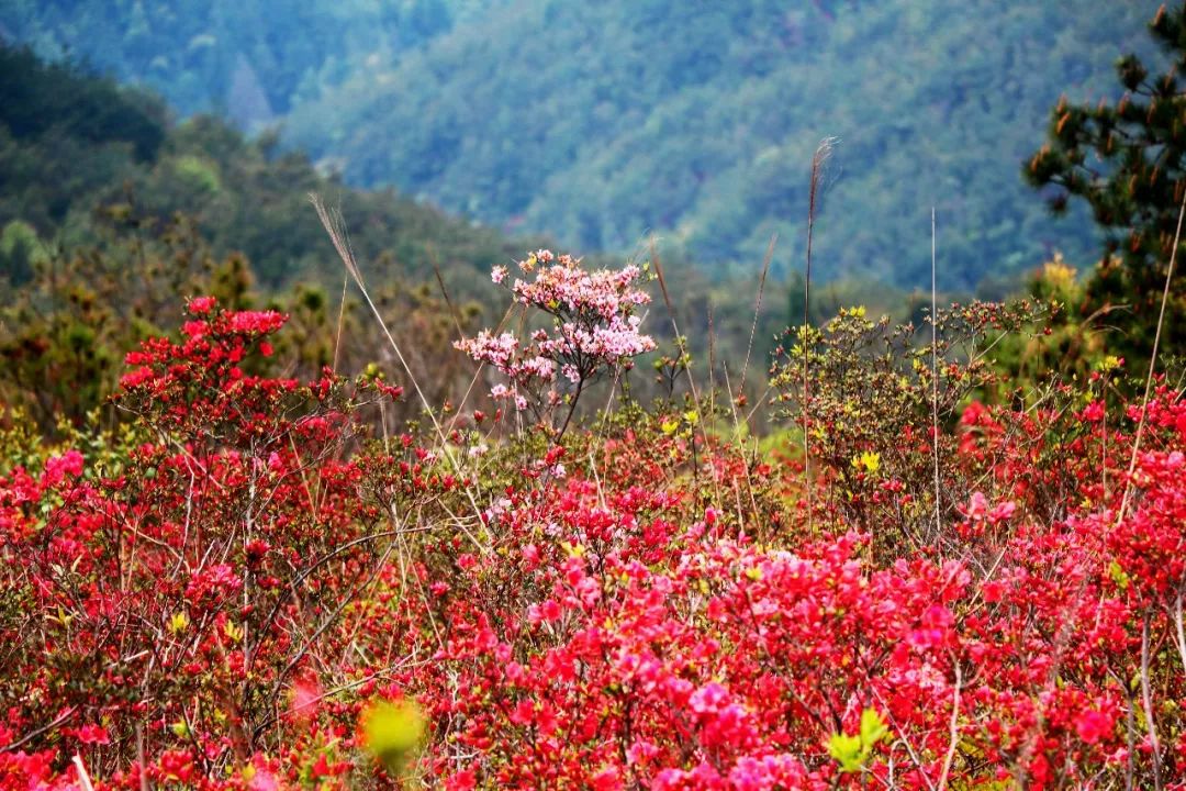 春到雪峰罗汉台,漫山遍野杜鹃红