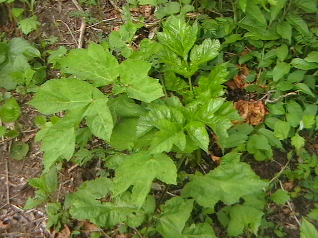 刺拐棒,凉拌极佳蕨菜,口感清香滑润野菜中的人气王,大叶芹猴腿儿