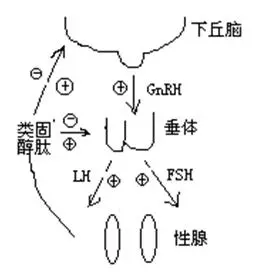 下丘脑-垂体-性腺轴示意图