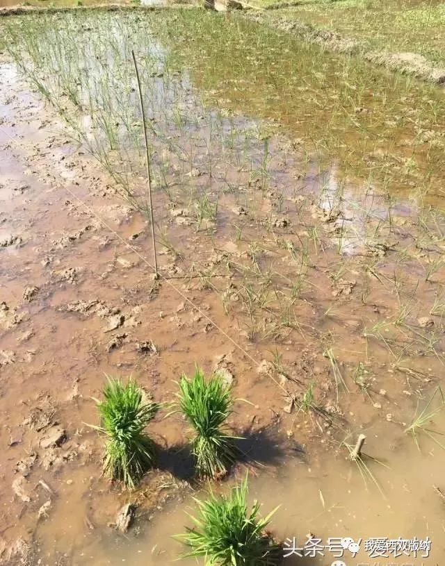 乡愁,农村的味道,有一种年味叫乡愁作文,另一种乡愁,另一种乡愁简谱