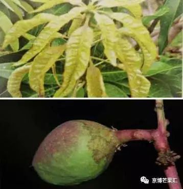 番茄病虫害防治图谱⊙注意!芒果虫害图谱,看虫下药!