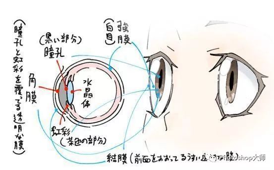 2,大致了解结构之后,我们来看画法 ▼眼睛是一个非常强调角色个性的